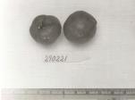 Click for 1 image(s) for this accession. FRUIT
